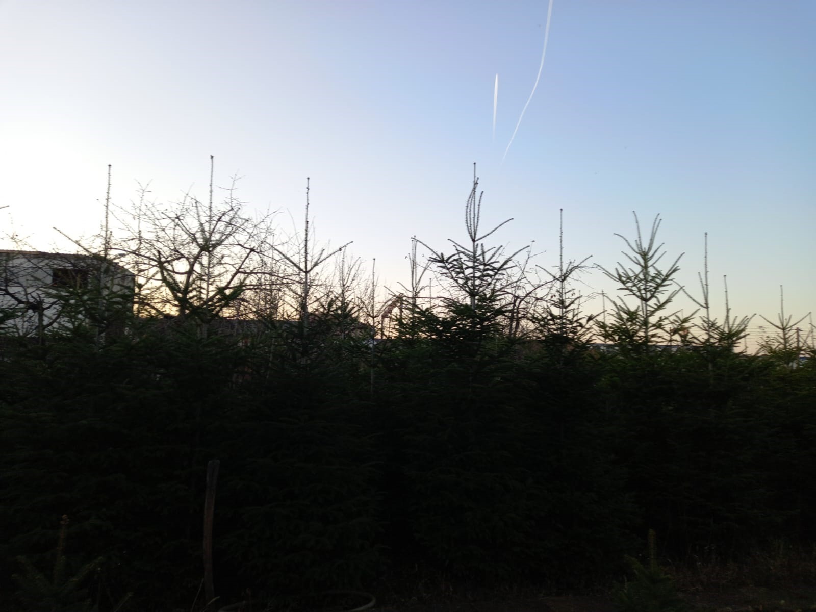 Brazi argintii soi romanesc