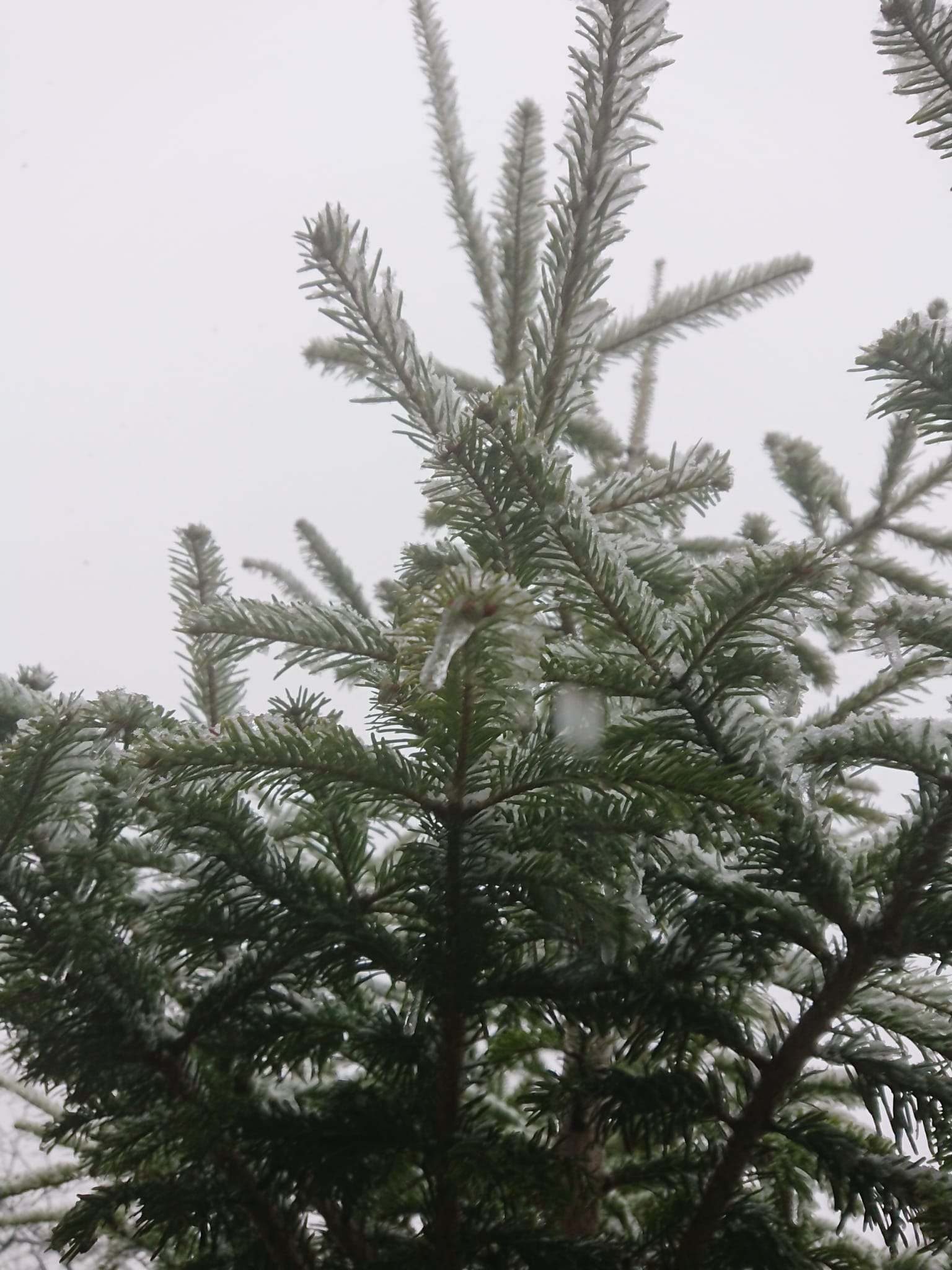 Brazi argintii soi romanesc