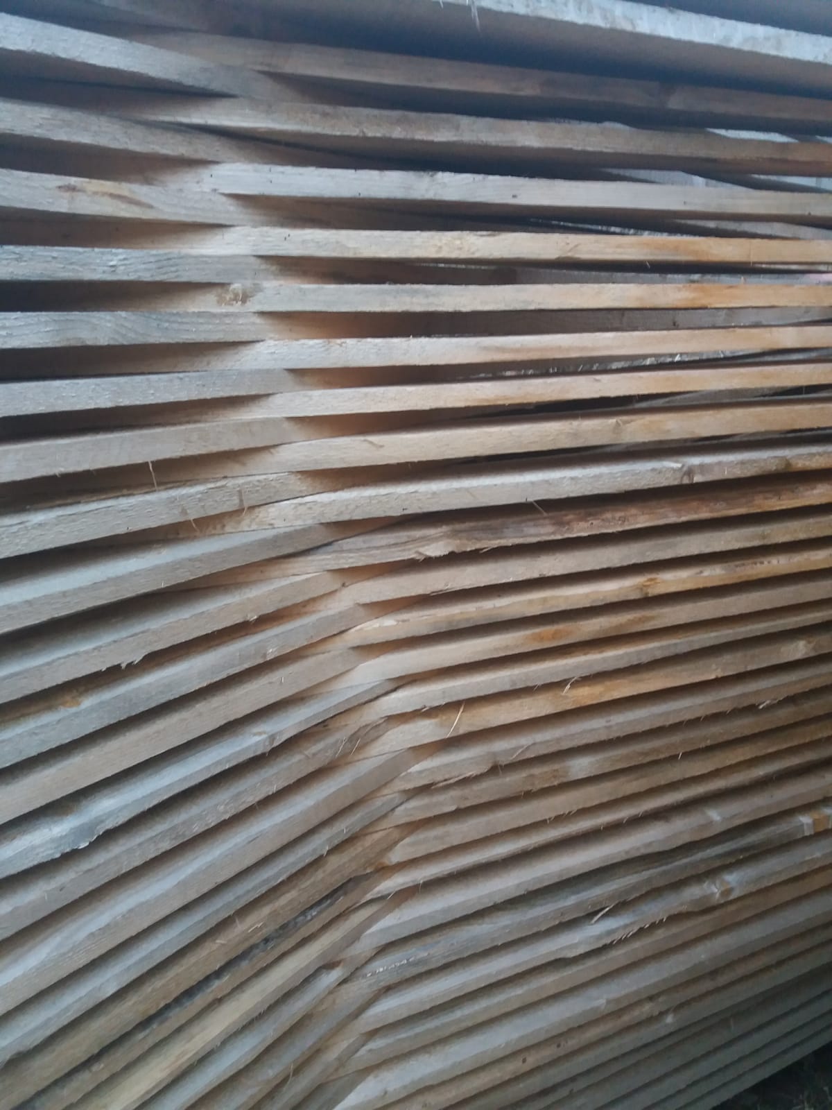 Cherestea rasinoase!!!