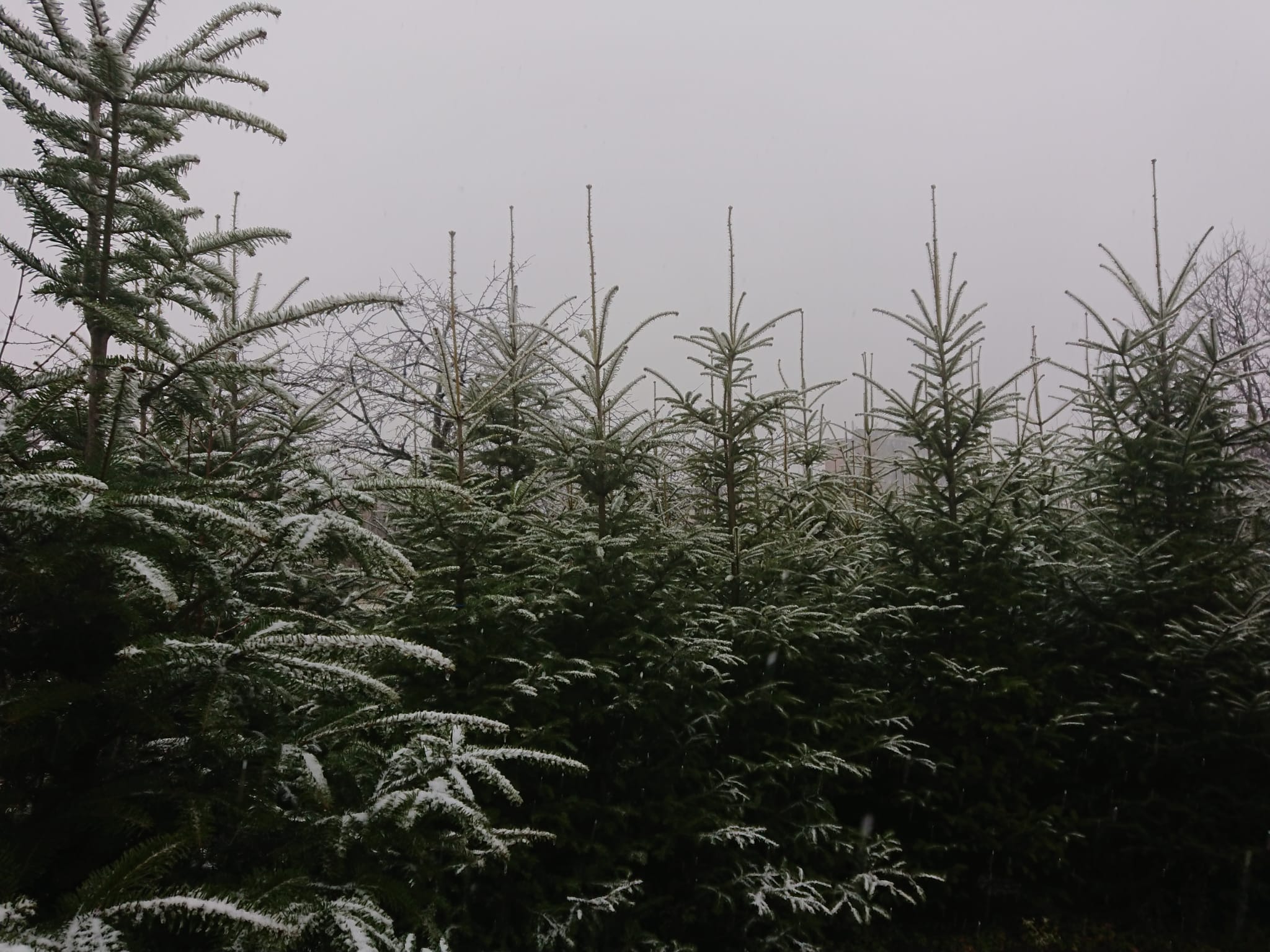 Brazi argintii soi romanesc