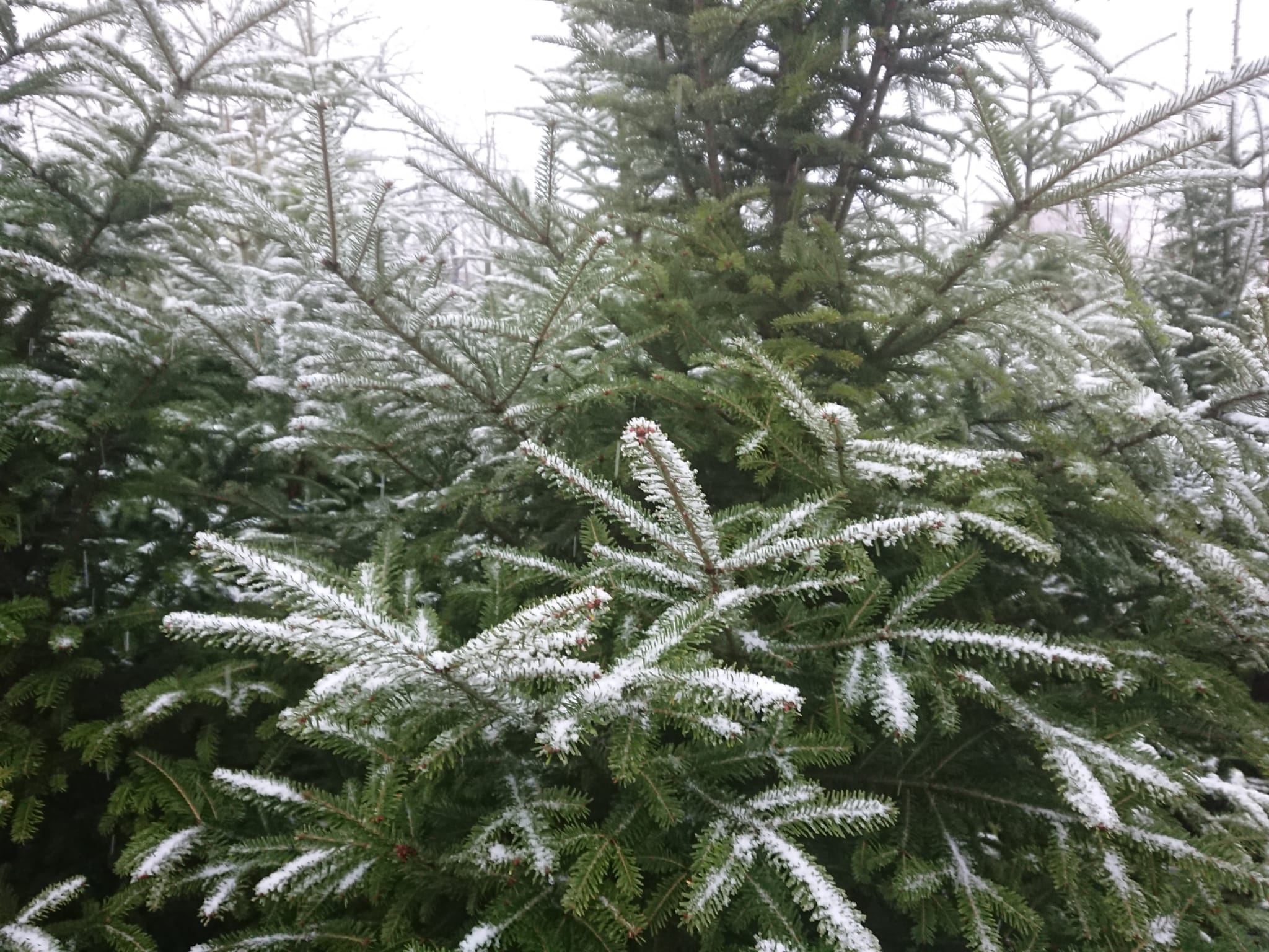 Brazi argintii soi romanesc