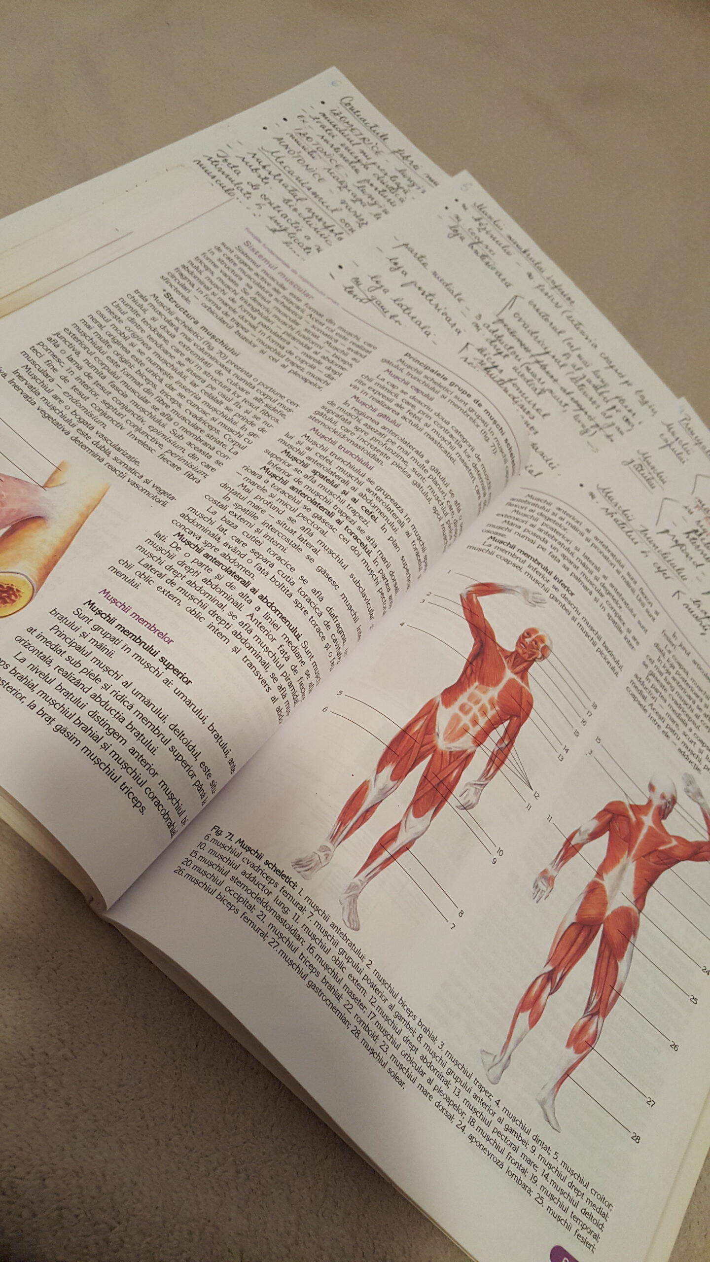 Meditatii Biologie BAC si Admitere la Medicina