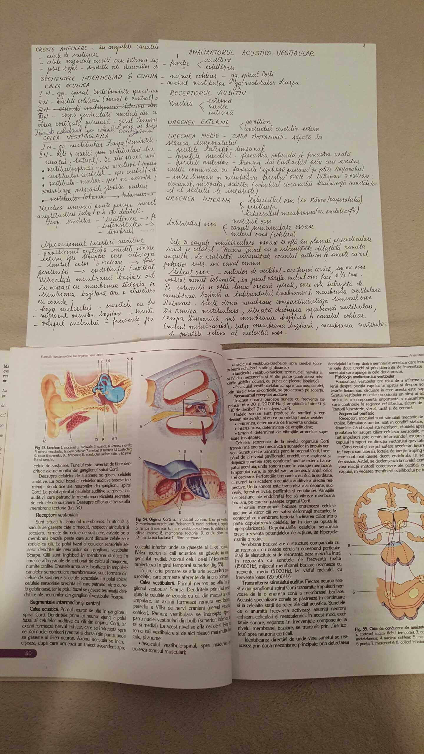 Meditatii Biologie BAC si Admitere la Medicina