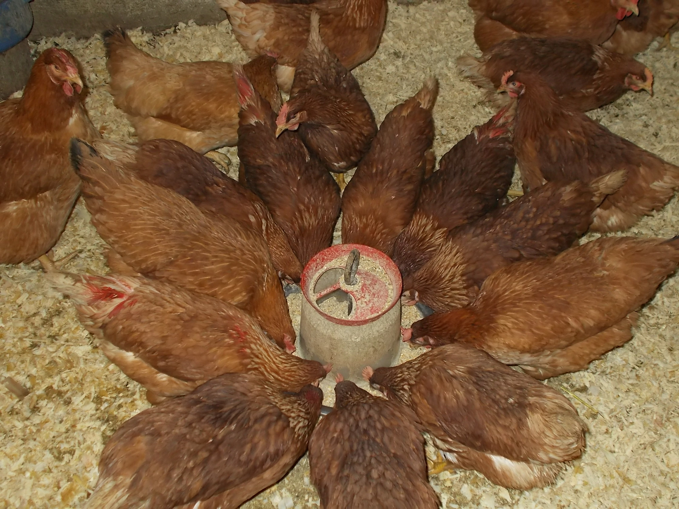 vand gaini outoare tinere