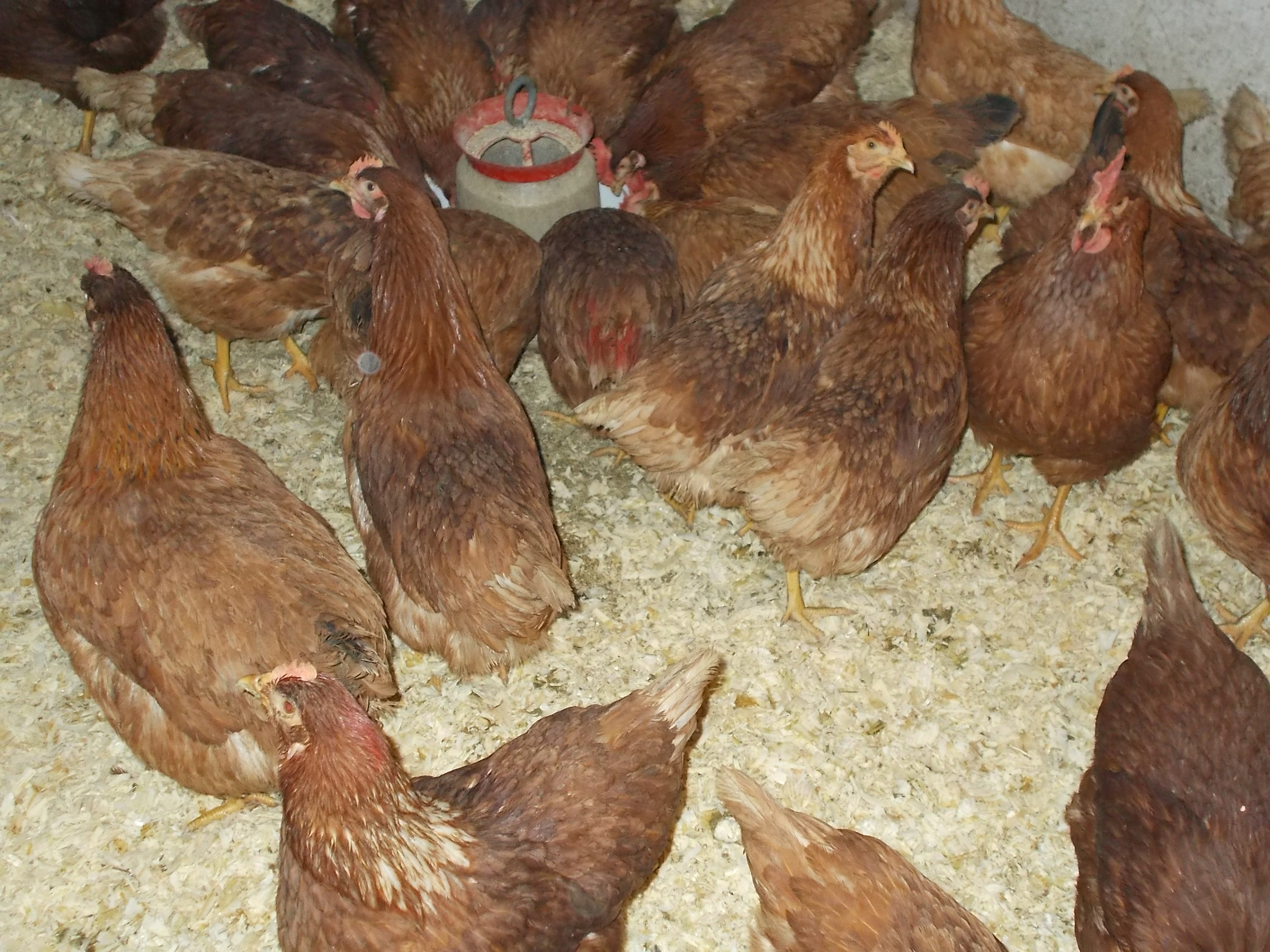 vand gaini outoare tinere