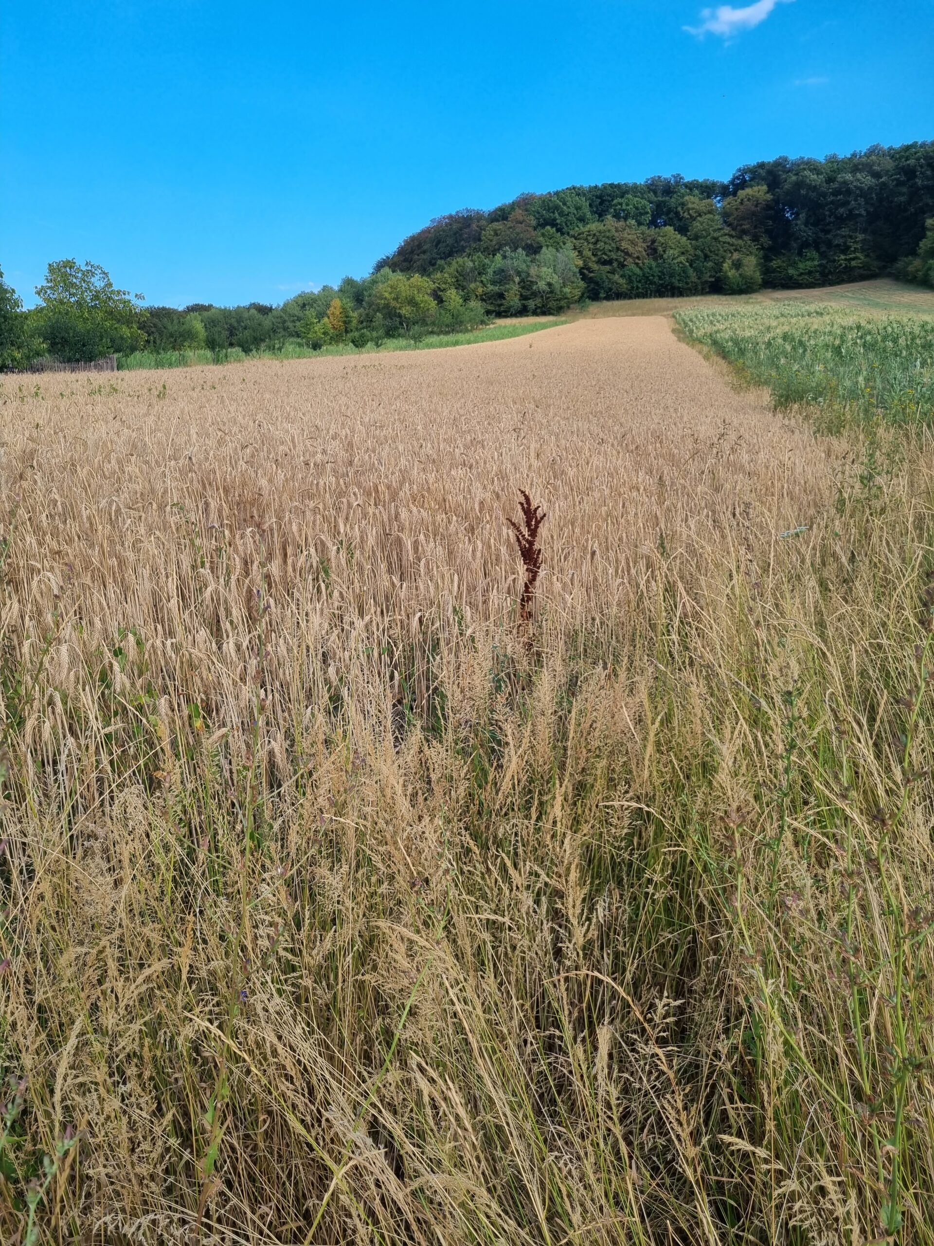 Teren intravilan vanzare la Lazareni