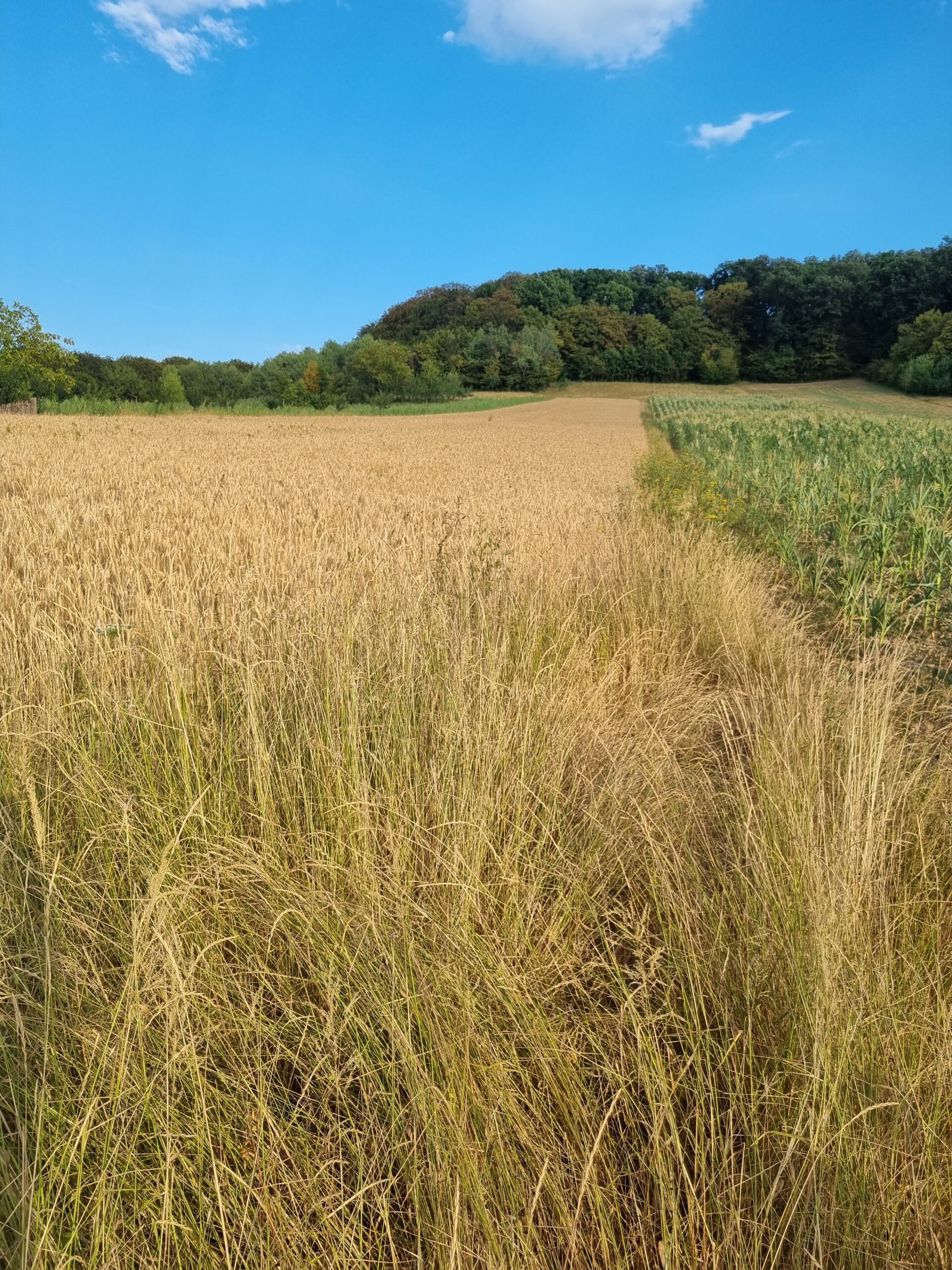Teren intravilan vanzare la Lazareni